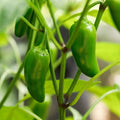Green jalapeno (سبز جیلوپینو) 10+ Seeds