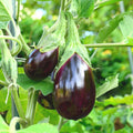 F1 Hybrid Round Brinjal (گول بینگن) 20 seeds