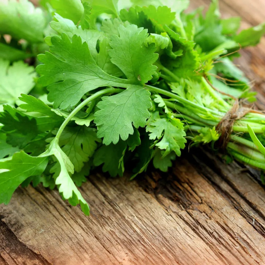 F1 Hybrid coriander (دھنیہ) 300+ Seeds