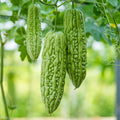 F1 Hybrid Paale Bitter Gourd (پالی کریلا) 7 Seeds