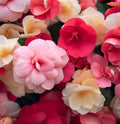 Impatiens Balsam Camelia 20+ Seeds
