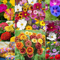 All Season Mix Flowers seeds