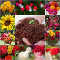 Dream Garden Summer Flowers Seeds Set + Ready-to-Use Cocopeat