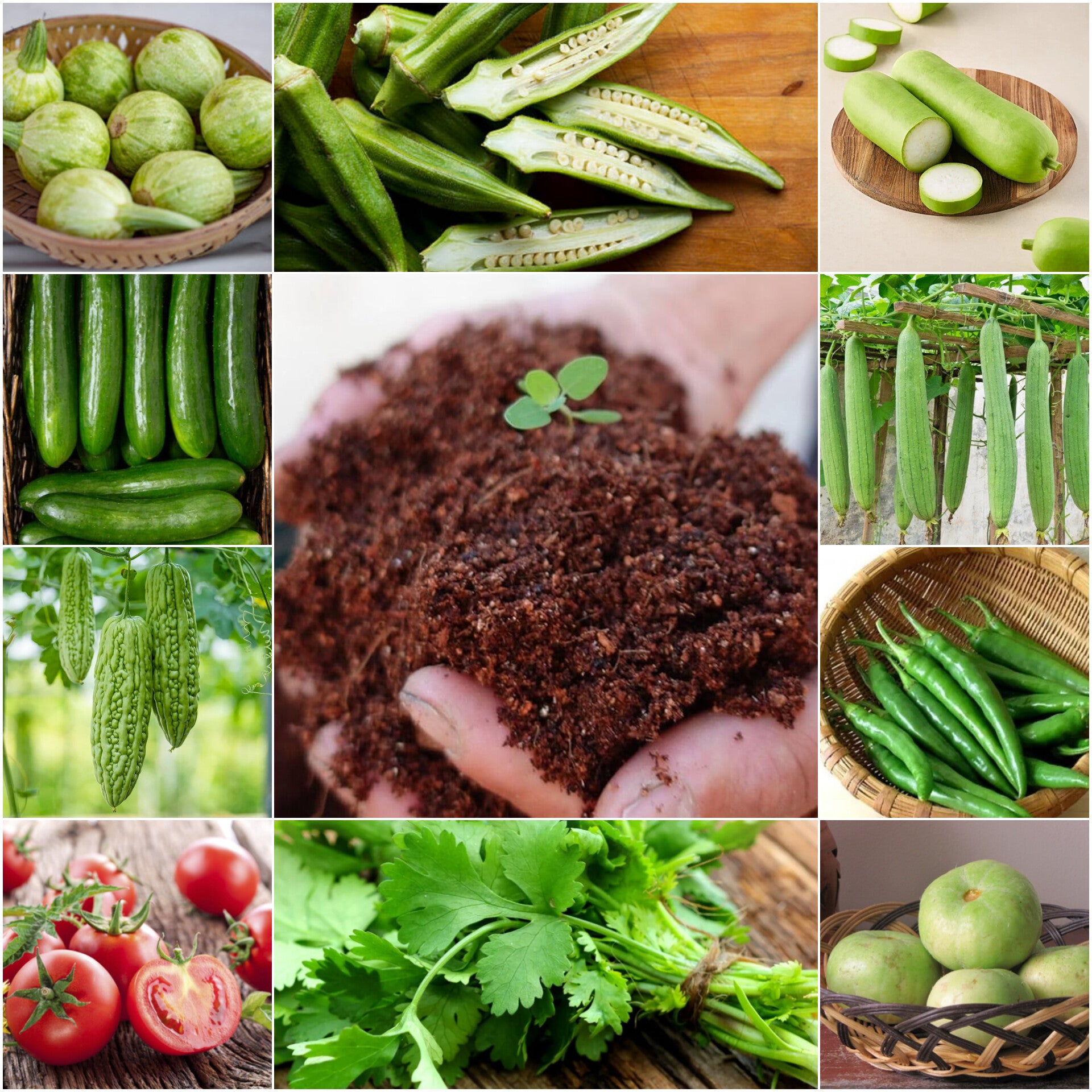 10 Types of F1  Hybrid Summer Vegetable Seeds + Ready-to-Use Cocopeat