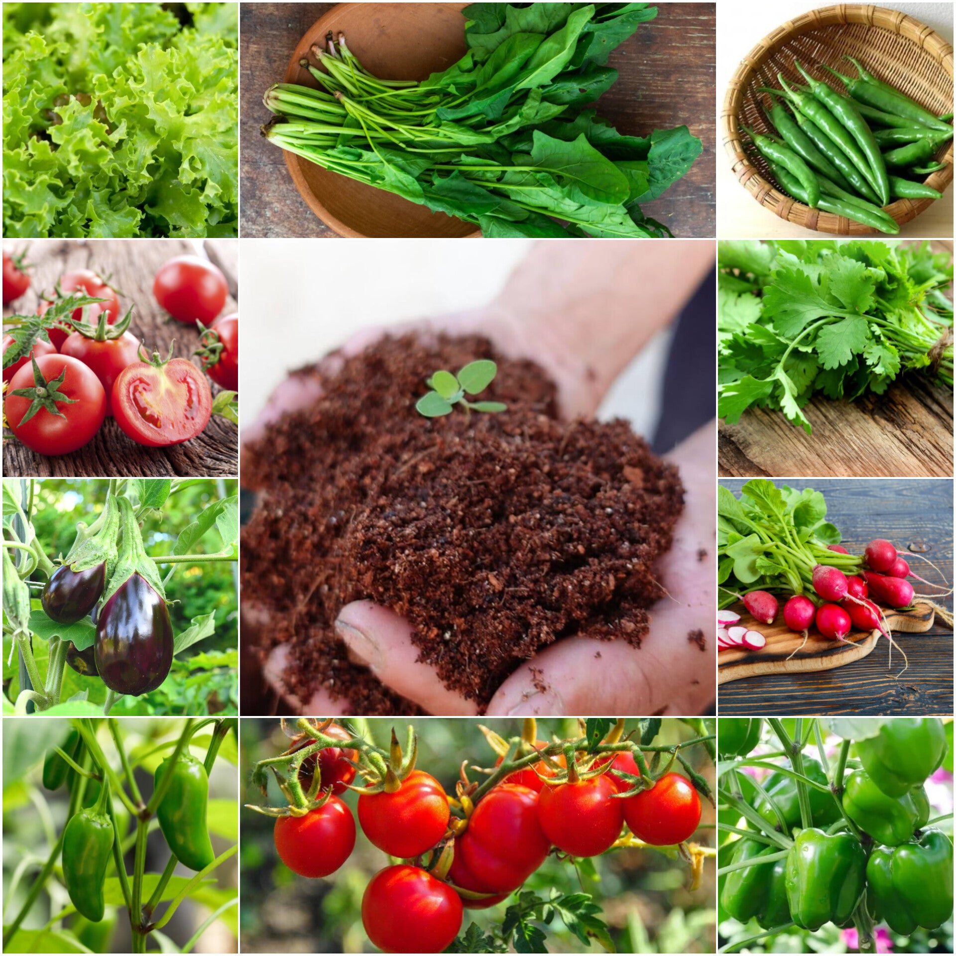 10 Types of F1 Hybrid All Season Vegetable Seeds + Ready-to-Use Cocopeat