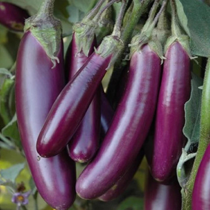 F1 Hybrid Long Brinjal (لمبا بینگن) 20 Seeds