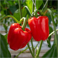 Red Capsicum (لال شملہ) 10 Seeds