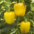 Yellow Capsicum (ییلو شملہ) 10 Seeds