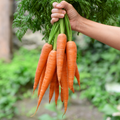 Carrot (گاجر) 300+ Seeds