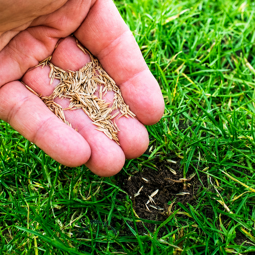 Imported Bermuda Grass Seeds