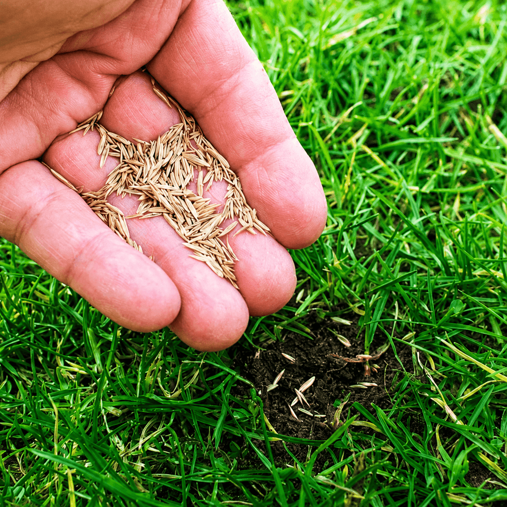Imported Bermuda Grass Seeds