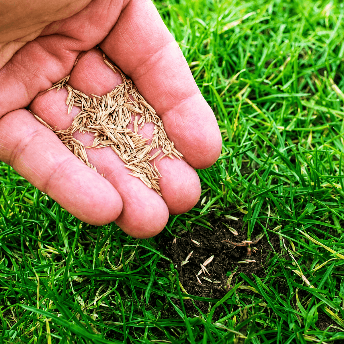 Imported Bermuda Grass Seeds