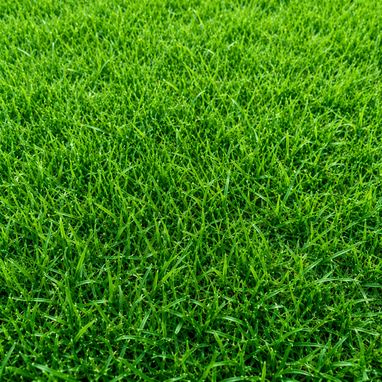 Imported Bermuda Grass Seeds
