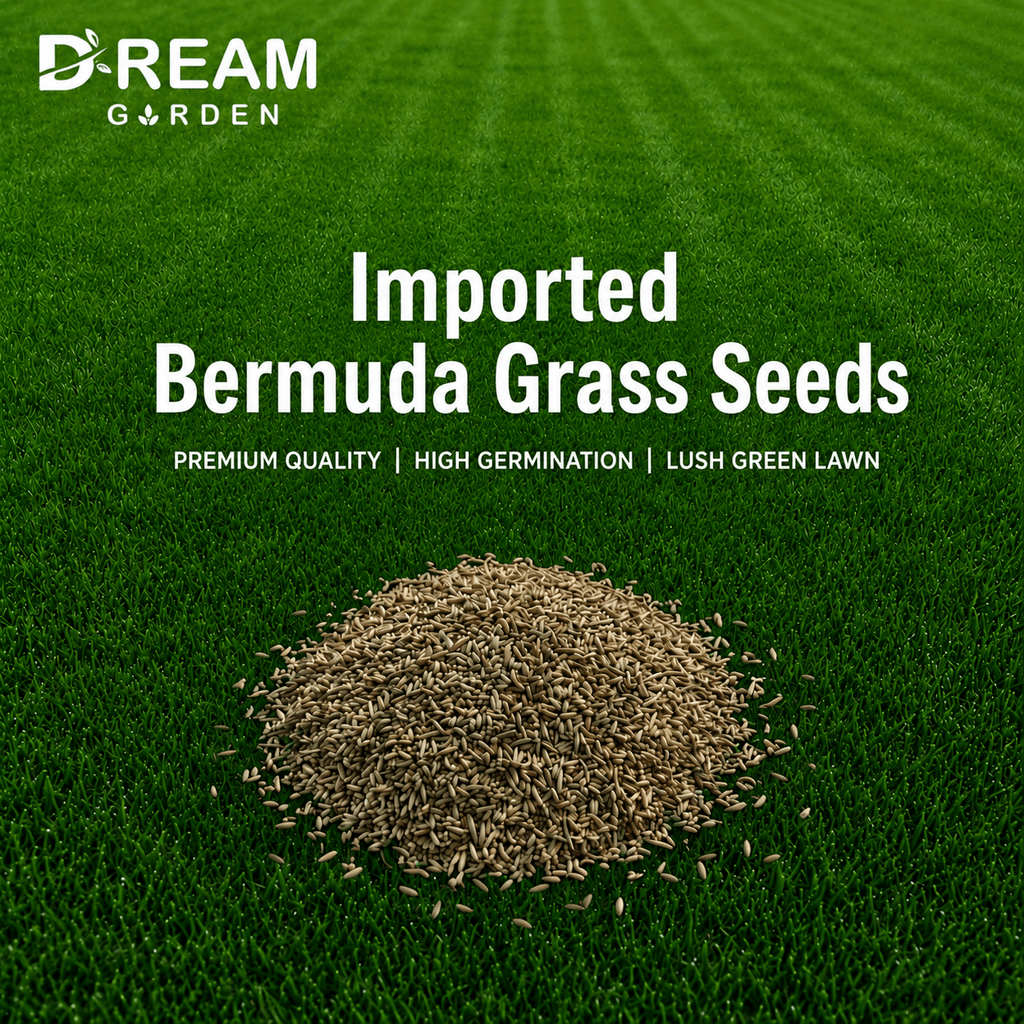Imported Bermuda Grass Seeds