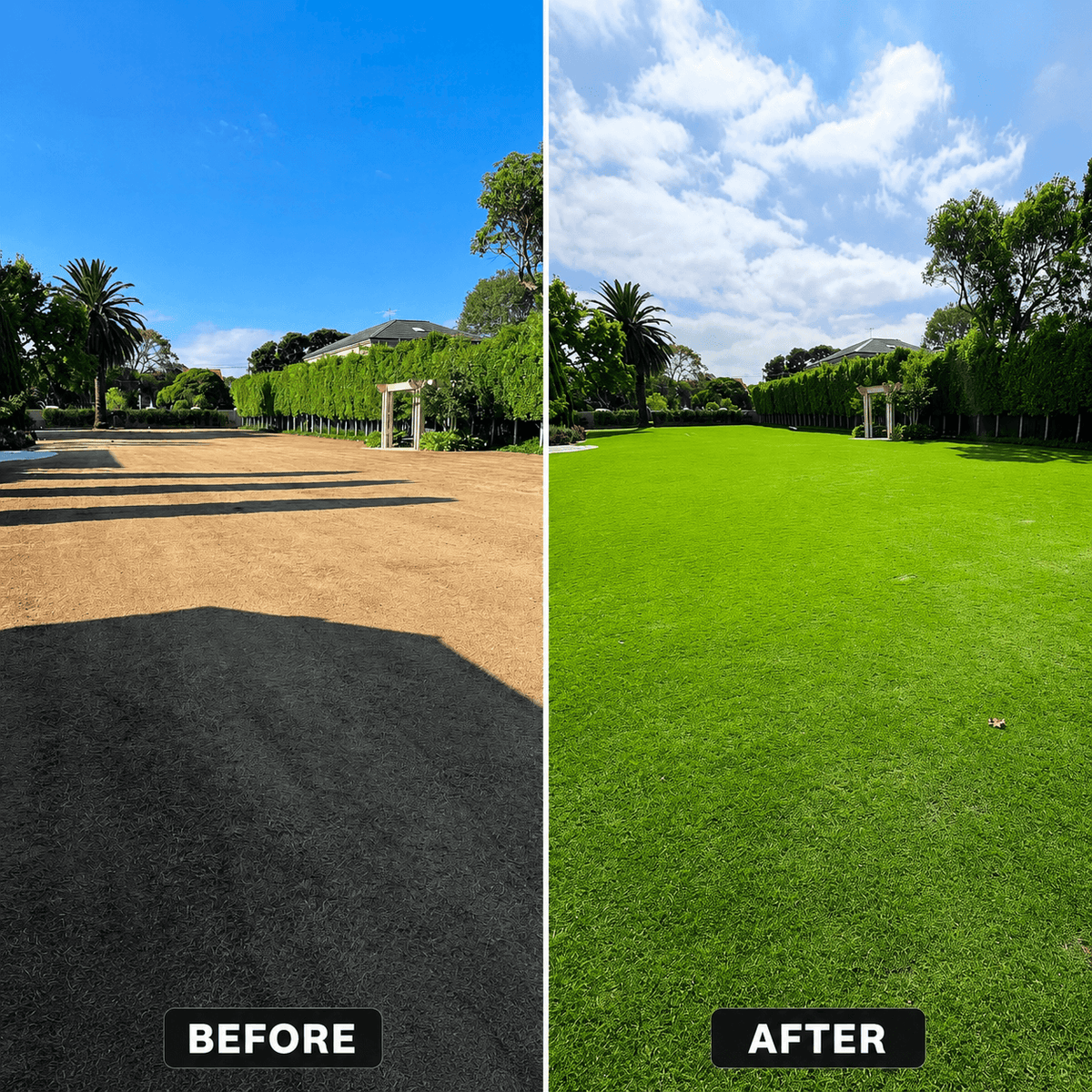 Imported Bermuda Grass Seeds