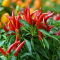 F1 Hybrid Skyline Chili (سکائی لائن مرچ) 15 Seeds