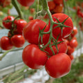 Bail Tomato (بیل ٹماٹر) 10 Seeds