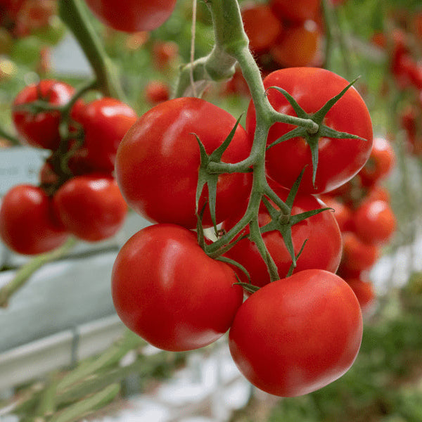 Bail Tomato (بیل ٹماٹر) 10 Seeds